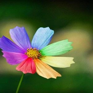 Meet your Posher, Sophy